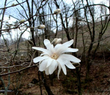 Star Magnolia